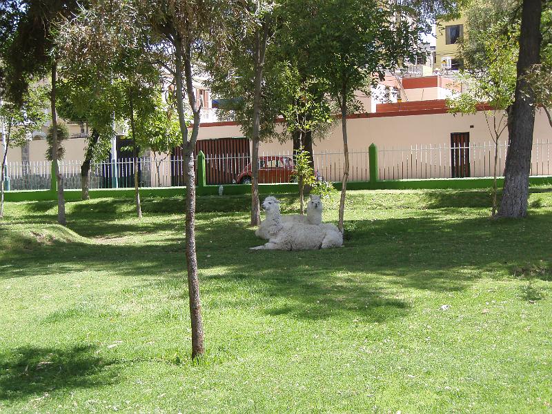 Arequipa 1 Peru (6).JPG